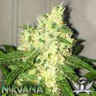 Nirvana Seeds AUTO Swiss Cheese